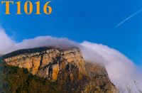 T1016