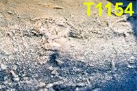 T1154