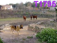 T1795